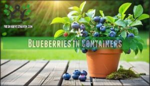 blueberries in containers