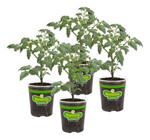 Bonnie Plants Celebrity Hybrid Tomato B07B79YDN8