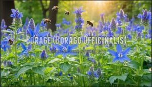 borage (borago officinalis)