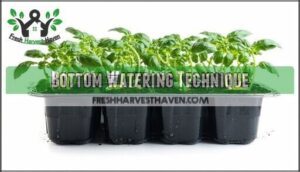 bottom watering technique