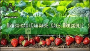 brassicas (cabbage, kale, broccoli)