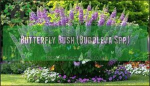butterfly bush (buddleja spp.)