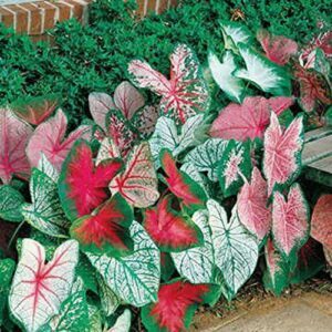 Caladium Bulbs, Fancy Mix, Pack B00STKANDW
