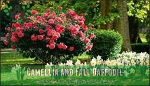 camellia and fall daffodil