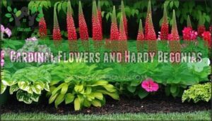 cardinal flowers and hardy begonias