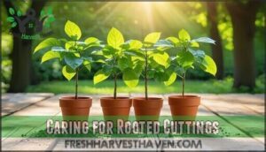 caring for rooted cuttings