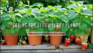 caring for strawberry plants