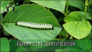 caterpillar identification