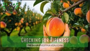 checking for ripeness