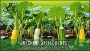 checking stem dryness