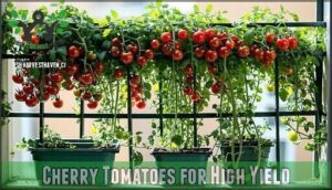 cherry tomatoes for high yield