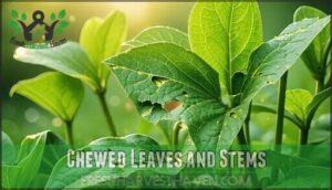 chewed leaves and stems