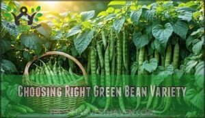choosing right green bean variety