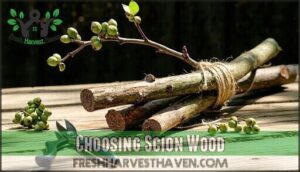 choosing scion wood