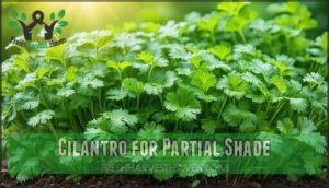 cilantro for partial shade