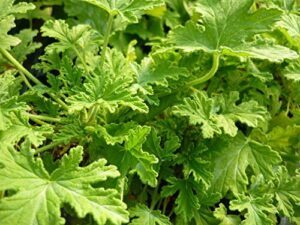 Citronella (mosquito plant) Scented Geranium B00JURLDAA
