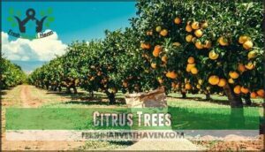citrus trees