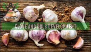 clove and bulb development