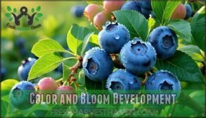 color and bloom development