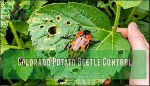 colorado potato beetle control