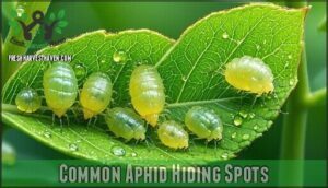 common aphid hiding spots