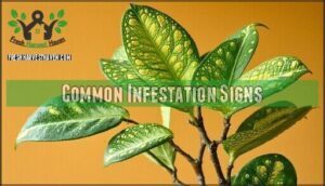 common infestation signs