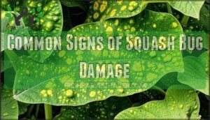 common signs of squash bug damage