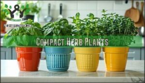 compact herb plants