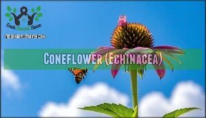 coneflower (echinacea)