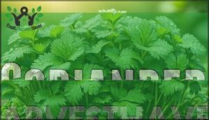 coriander