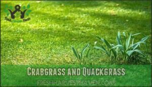 crabgrass and quackgrass