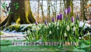 crocus and snowdrop planting