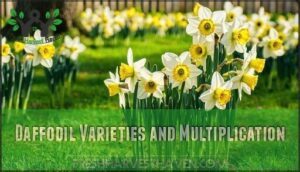 daffodil varieties and multiplication