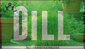 dill