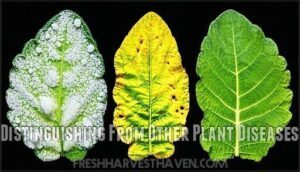 distinguishing from other plant diseases