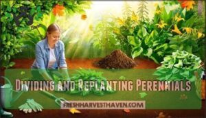 dividing and replanting perennials