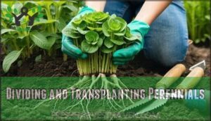 dividing and transplanting perennials