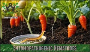 entomopathogenic nematodes