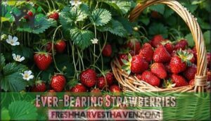ever-bearing strawberries