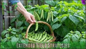 extended yield strategies