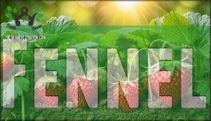 fennel