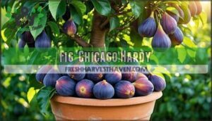 fig 'chicago hardy'