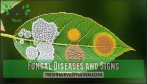 fungal diseases and signs