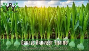garlic harvest timing