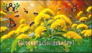 goldenrod (solidago spp.)