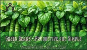 green beans – productive and simple