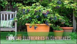 growing blueberries in containers