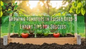 growing tomatoes in raised beds