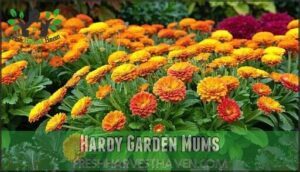 hardy garden mums