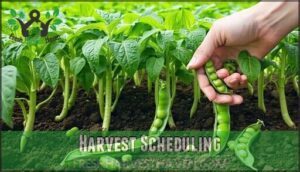 harvest scheduling
